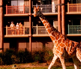 Disney's Animal Kingdom Lodge